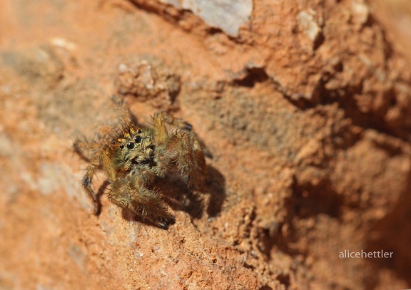 Springspinne (Salticidae sp.)